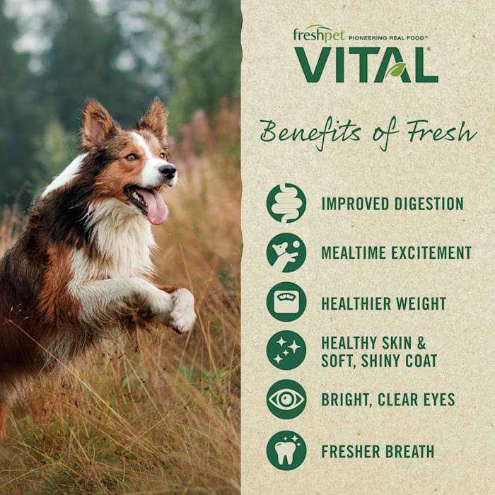 Grain-Free Beef & Lamb Fresh Dog Food O739