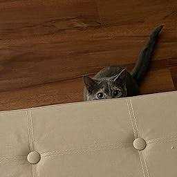 Cat Treats X460217