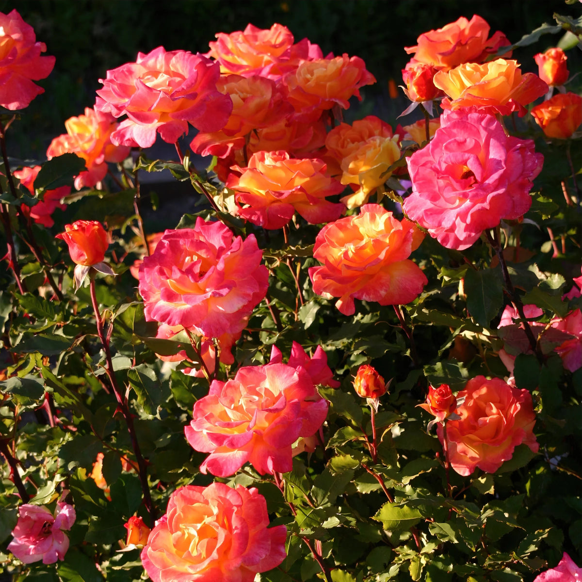 Bareroot Hybrid Tea Rose Live Shrub 2 Piece E950331