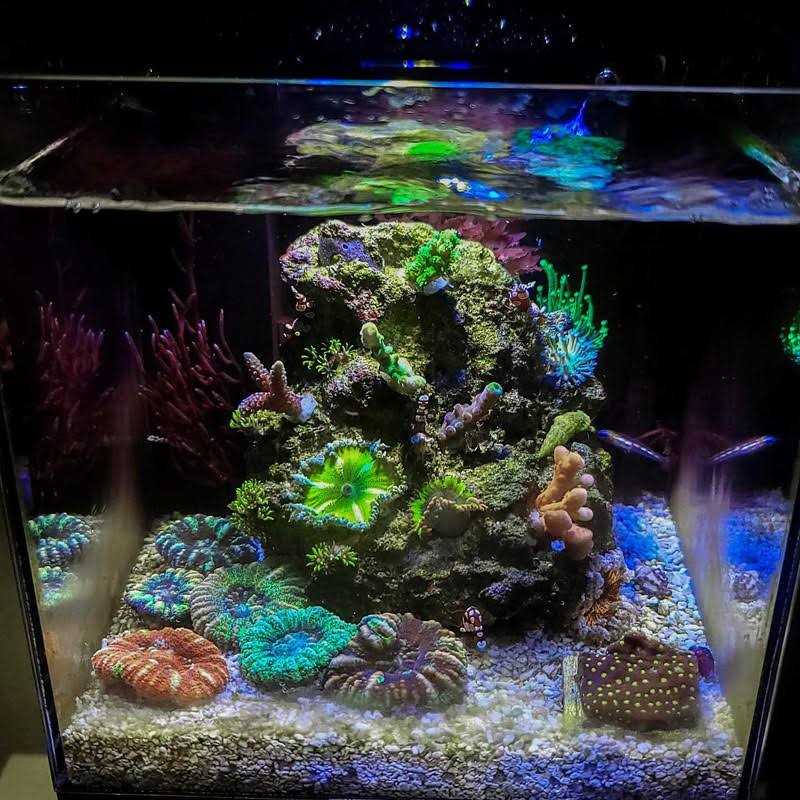 40oz Desktop Aquarium X57586