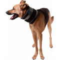Cervical Collar D3672