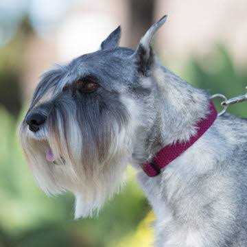 Dog Collar H233035