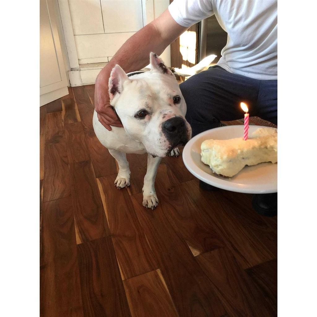 Birthday Cake Kit For Dogs Z2808