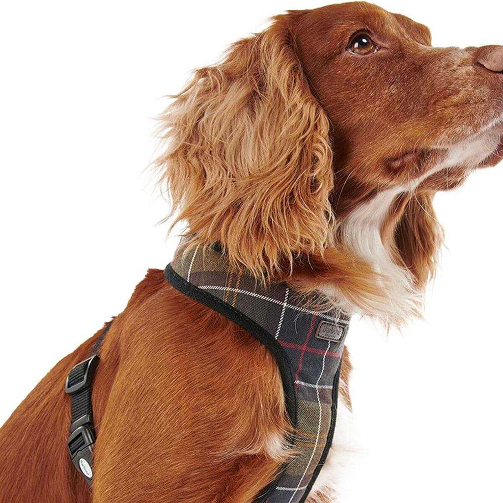 Tartan Dog Harness F708