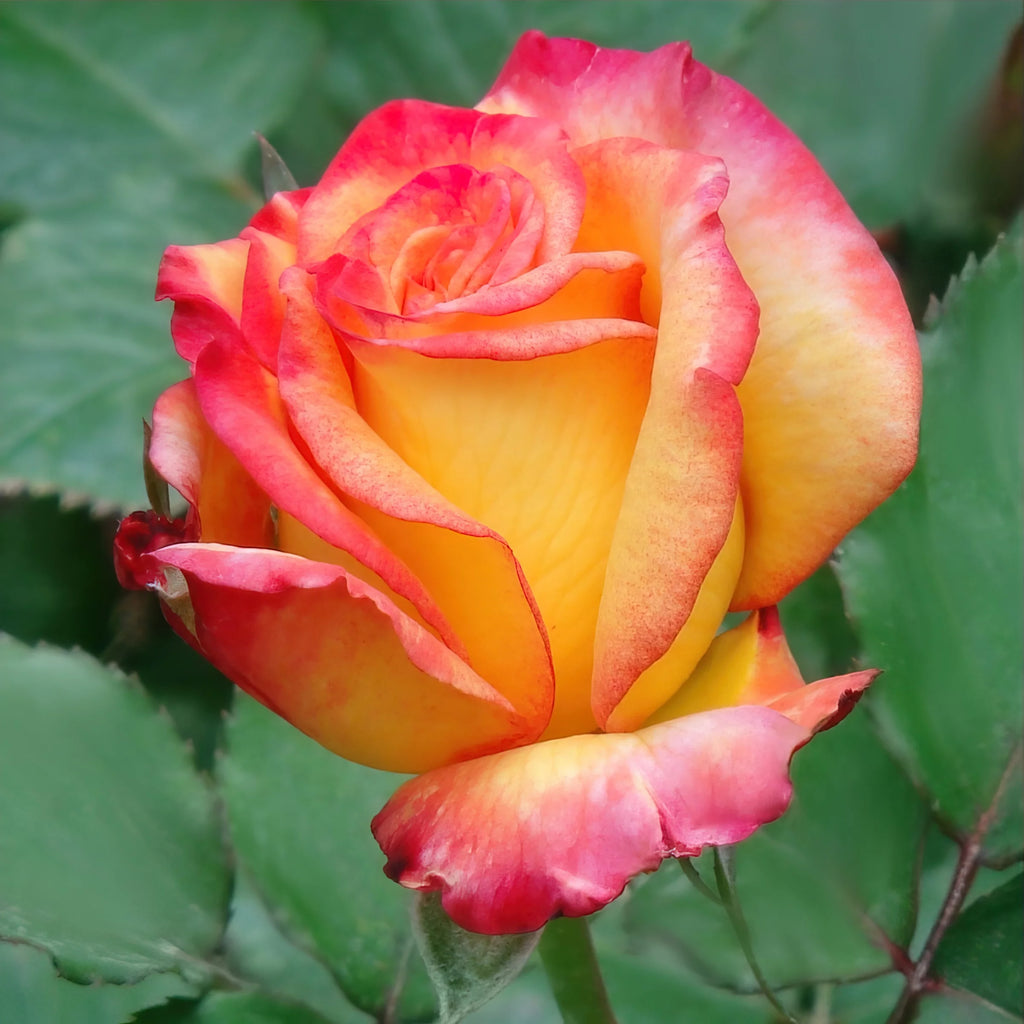 Bareroot Hybrid Tea Rose Live Shrub 2 Piece E950331