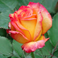 Bareroot Hybrid Tea Rose Live Shrub 2 Piece E950331