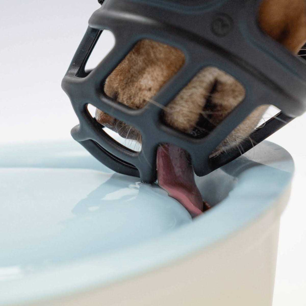 Dog Muzzle J11965