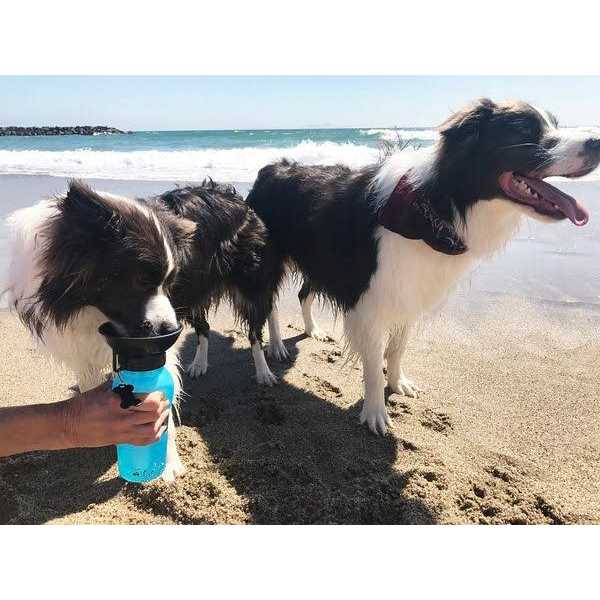 Blue Dog Bowl Water Bottle P132