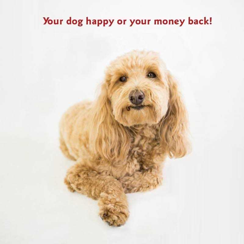 Vertical Stripe Dog Bed Y3633